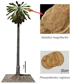 redimensionne paleobot