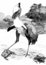 Des « oiseaux de terreur » présents en Europe, il y a 42 millions d’années
