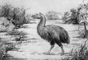 Giant Prehistoric Bird Crushed Seeds, Not Little Horses
